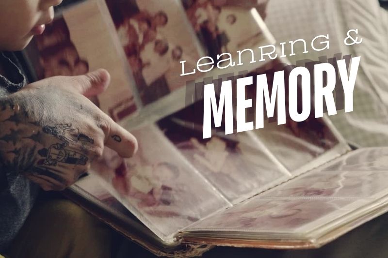 Learning and Memory After Brain Injury